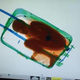 Illustration for article titled X-ray photos reveal child being smuggled was hidden inside a suitcase